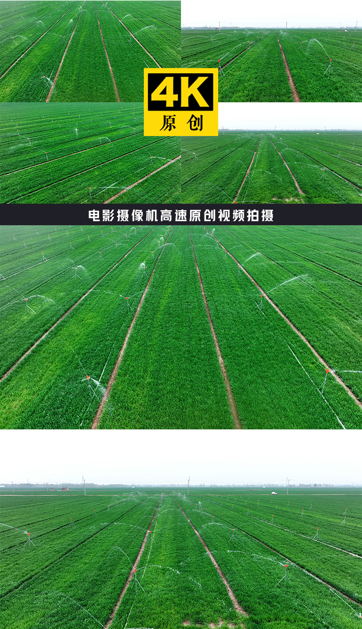 浇灌绿色的麦田 喷灌农作物