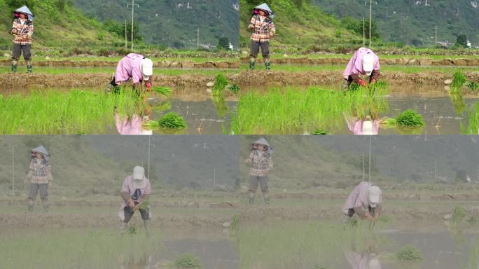 传统插秧栽秧 4k真实升格18