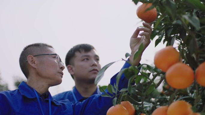 柑橘专家 果农 柑橘种植技术学习