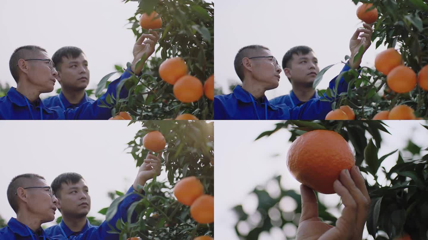 柑橘专家 果农 柑橘种植技术学习