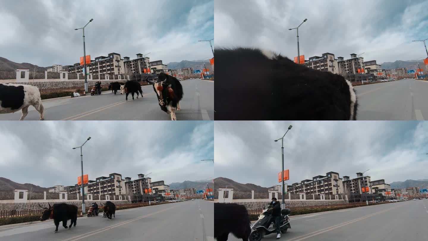 西藏旅游风光车窗外拉萨街头公路牦牛