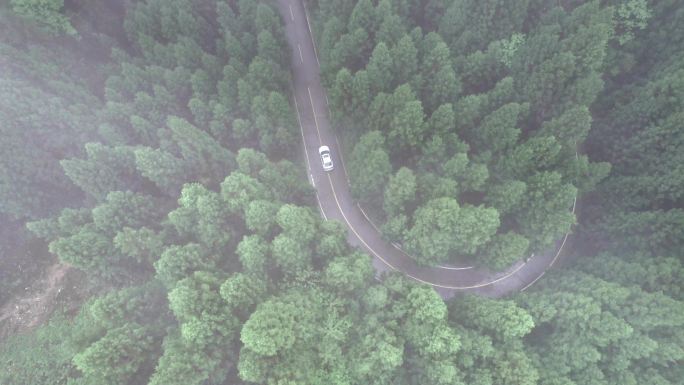 汽车在森林行驶