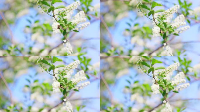 蜜蜂飞舞在花丛特写镜头稠李植物