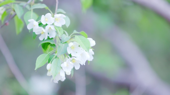 一支梨花被微风微微吹动