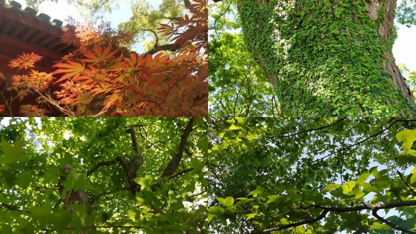 【原创】夏日绿树红色枫叶