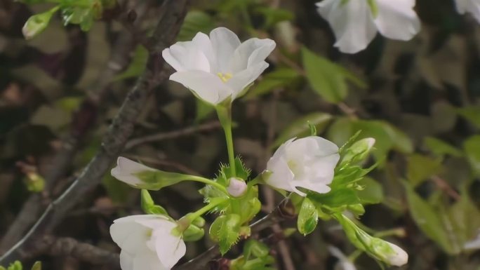 花朵绽放过程延时拍摄4K