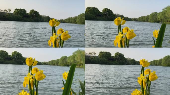 湖边风中的花朵