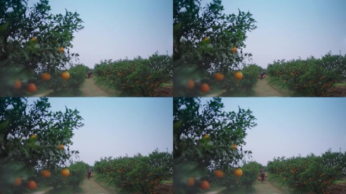 柑橘丰收 果农采摘 挑水果 丰收喜悦