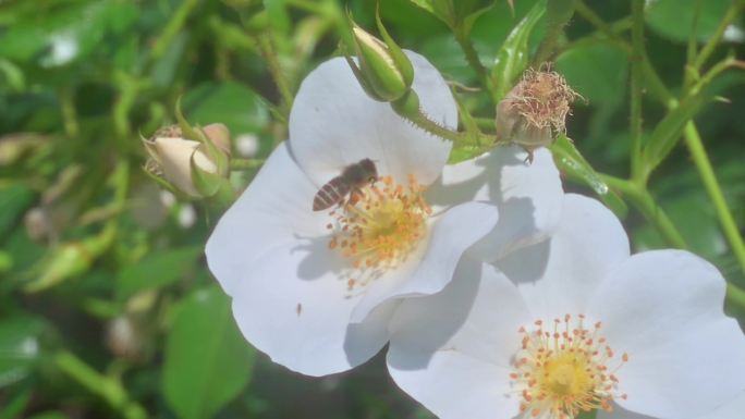 7分钟 小蜜蜂玫瑰花丛采蜜合集 4k升格
