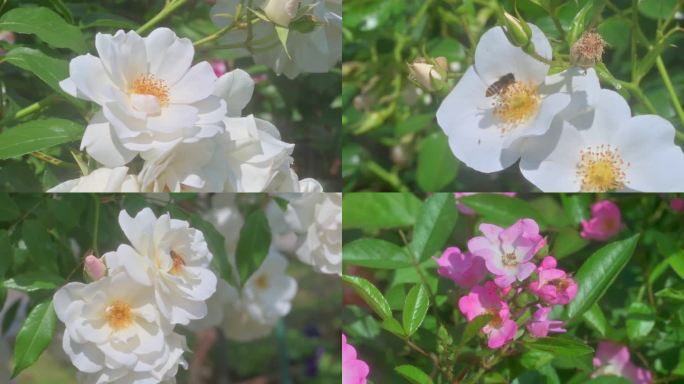 7分钟 小蜜蜂玫瑰花丛采蜜合集 4k升格