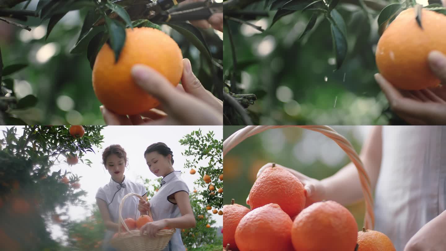 美女摘水果 柑橘园 橙黄橘绿