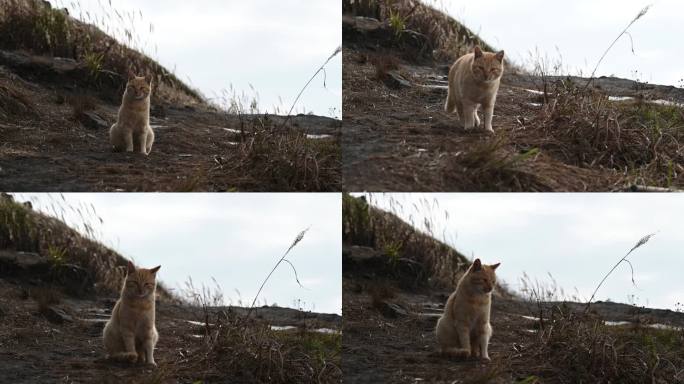山野 猫咪 向镜头走来 坐下看镜头
