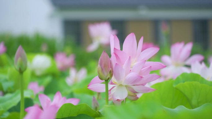 4K 蜜蜂采集荷花花蜜 意境特写