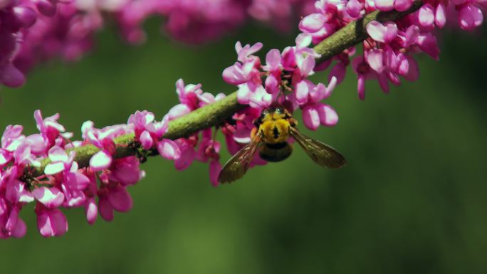 春季的紫荆花树和花枝上采蜜的蜜蜂