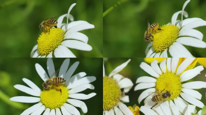 蜜蜂采花视频素材