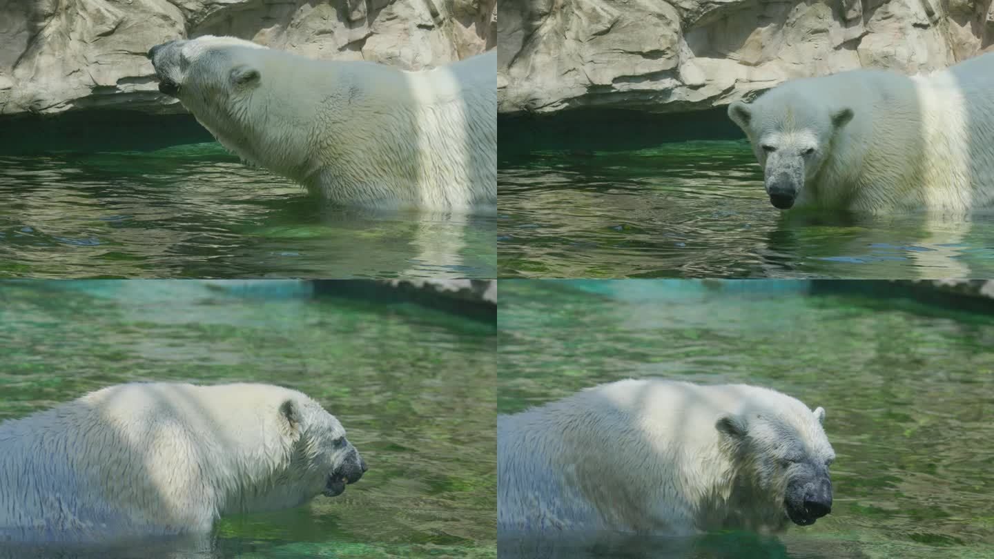 海洋馆里的北极熊