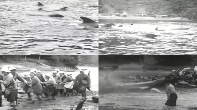 60年代日本捕鲸鱼