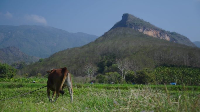大山里的黄牛吃草山水绿色生态崇山峻岭