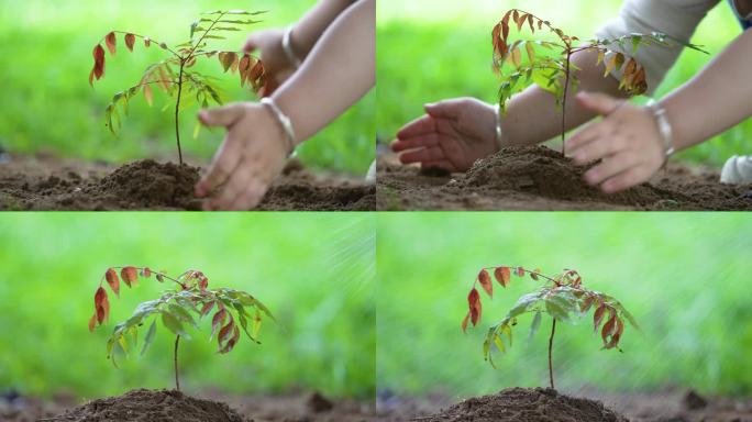 儿童种树苗小孩种树小孩植树播种种下希望春