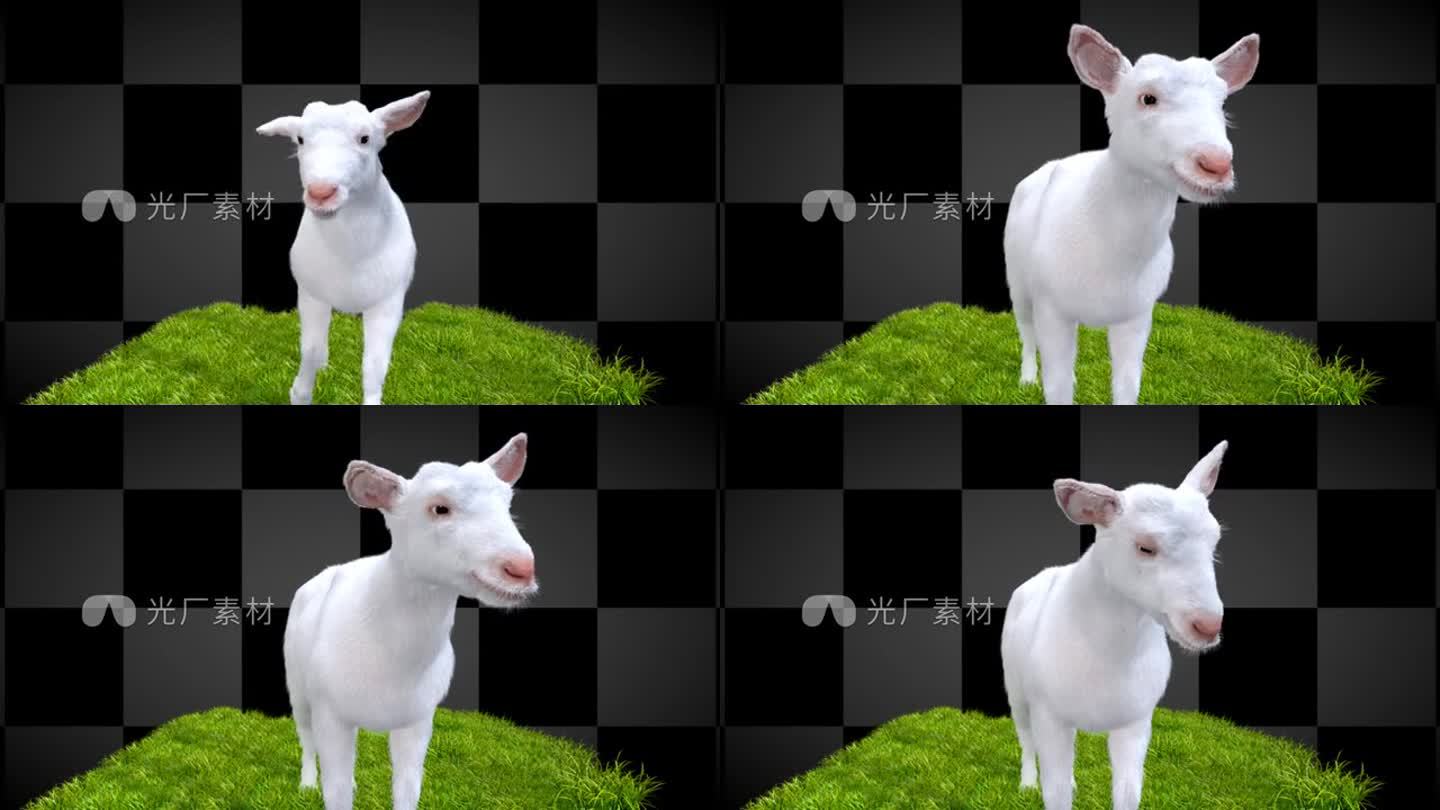 可爱小羊绵羊动画透明通道视频素材