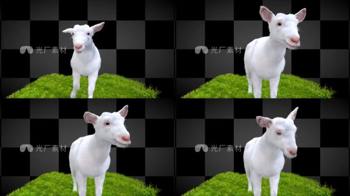 可爱小羊绵羊动画透明通道视频素材