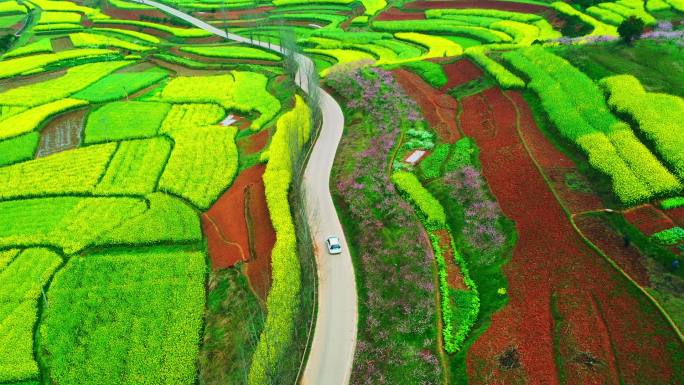 桃花 油菜花 田野乡村