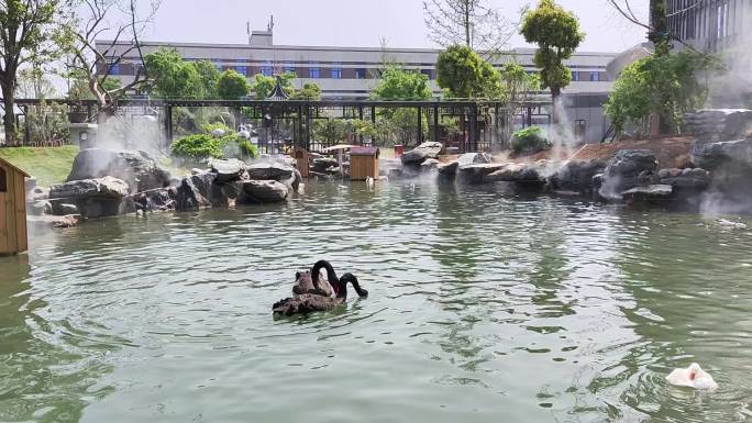花园池塘中的黑天鹅