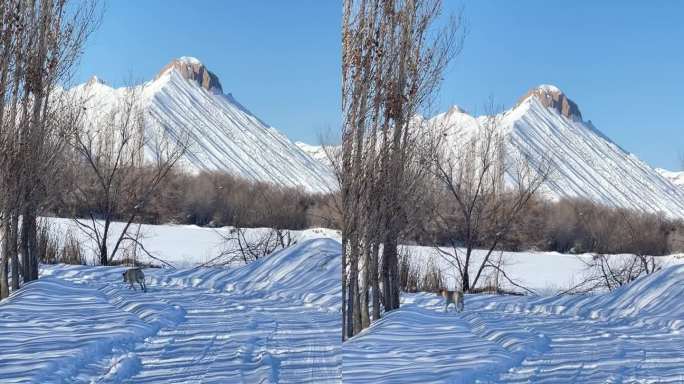 原创| 新疆冬季雪景实拍