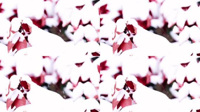 冬天红色花丛中雪花飘飞4K实拍