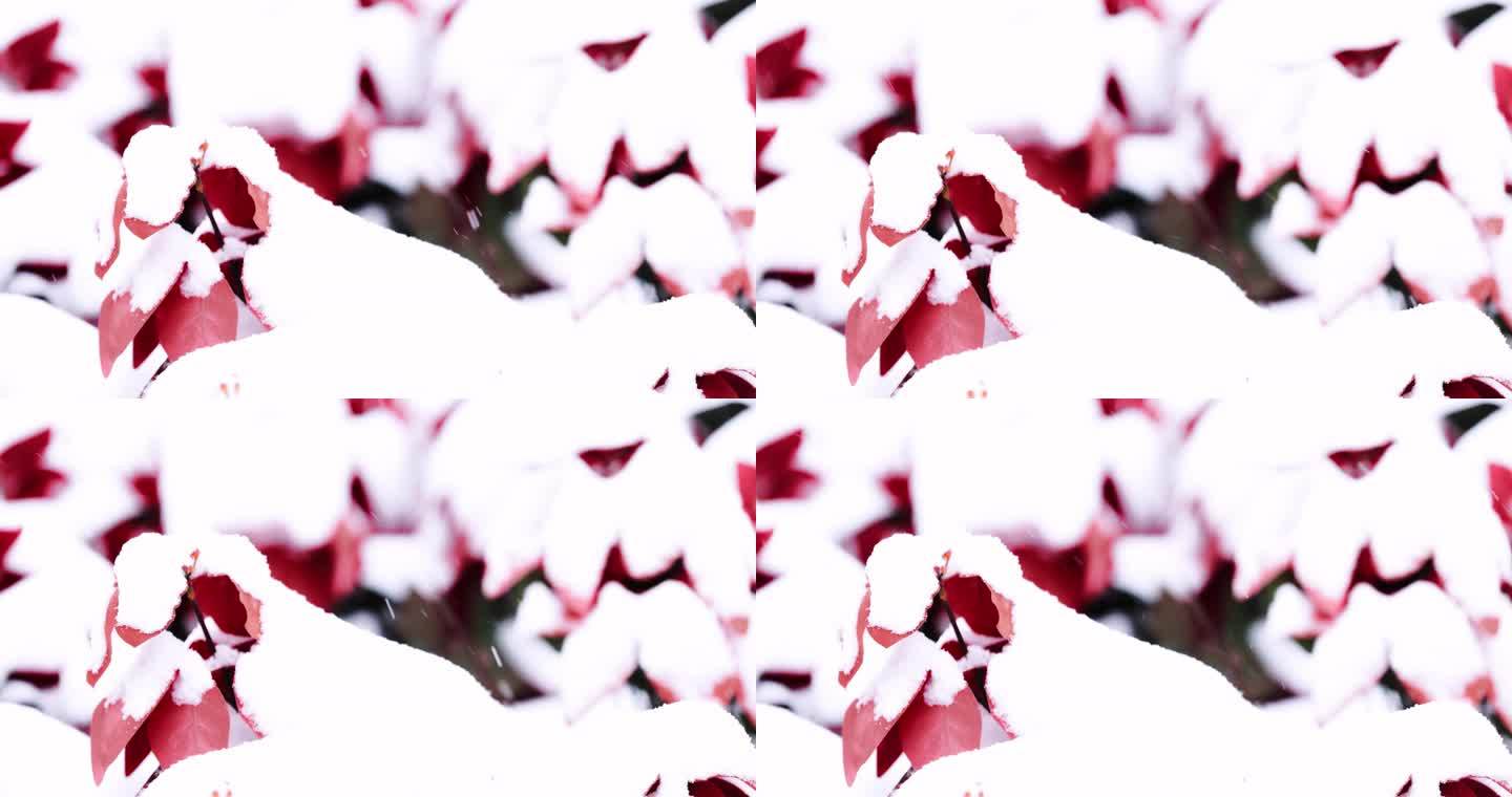 冬天红色花丛中雪花飘飞4K实拍