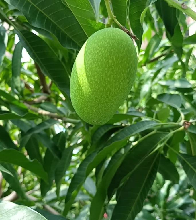 新鲜水果 芒果