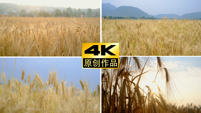 农村麦田小麦成熟丰收