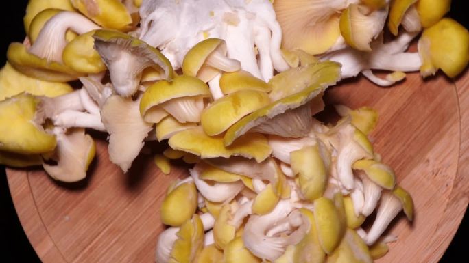 蘑菇食用菌鸡蛋黄菌杏菌 (3)