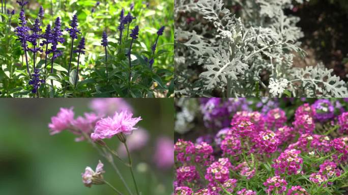 春季植物园漂亮的花朵美景实拍4K