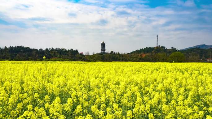 溆浦油菜花