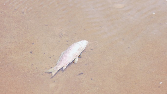 河道河流中一条死亡的鲤鱼鲫鱼