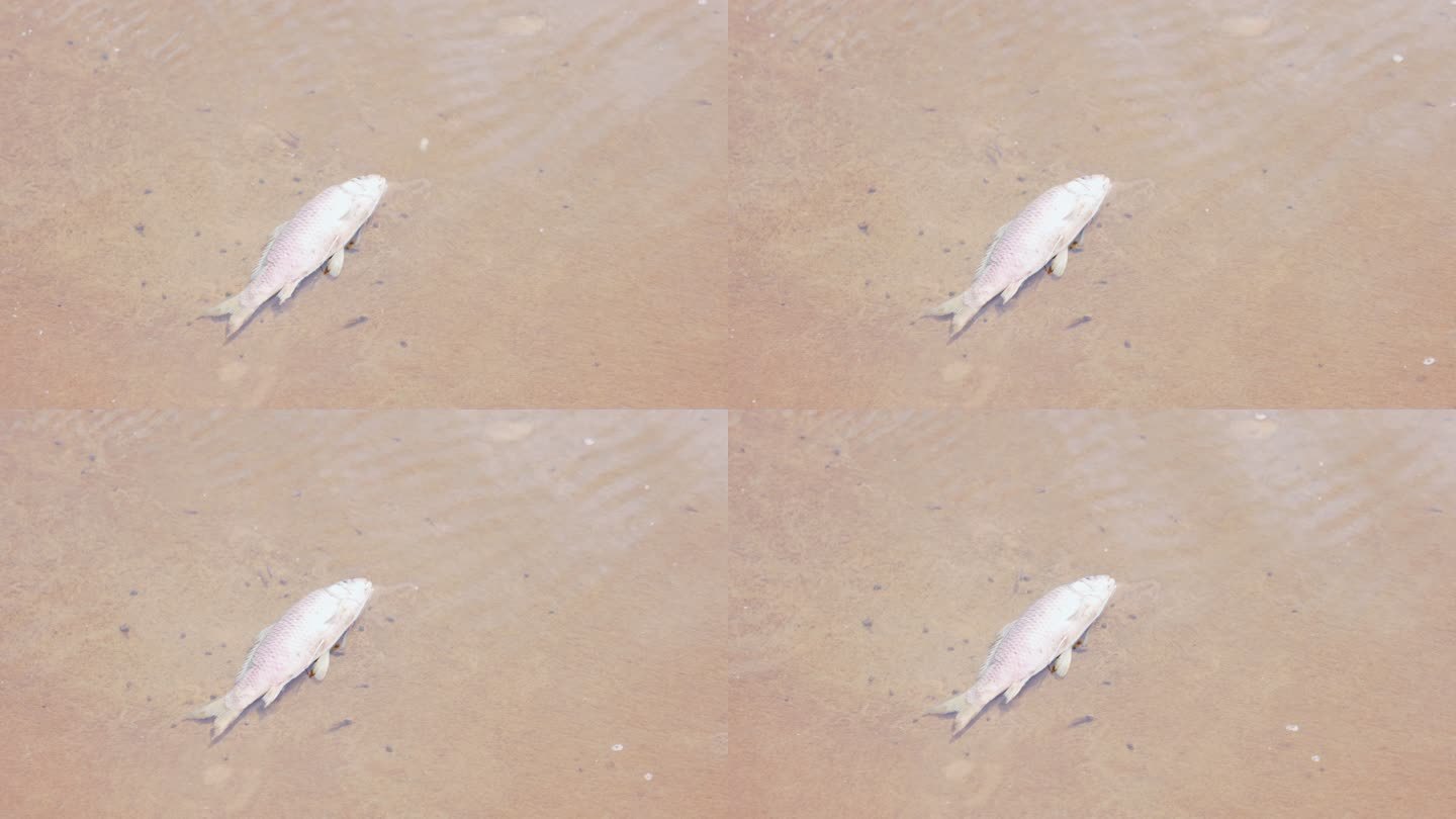 河道河流中一条死亡的鲤鱼鲫鱼