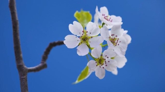 桃花绽放 百花齐放 万物生长