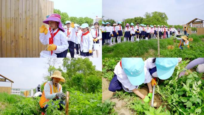 六一儿童节研学老师带孩子们在菜地种土豆