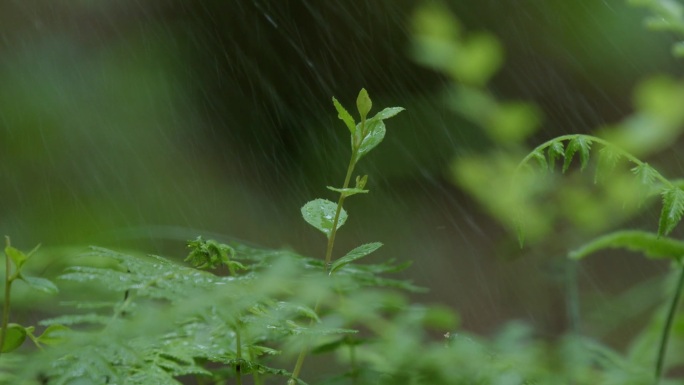 下雨啦，风催雨打露水，露珠