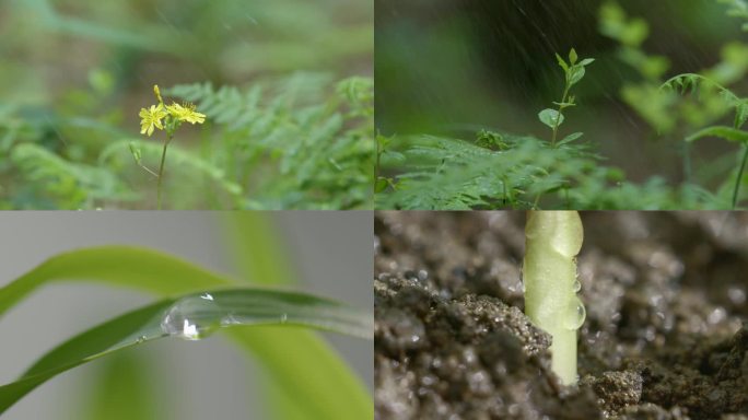 下雨啦，风催雨打露水，露珠