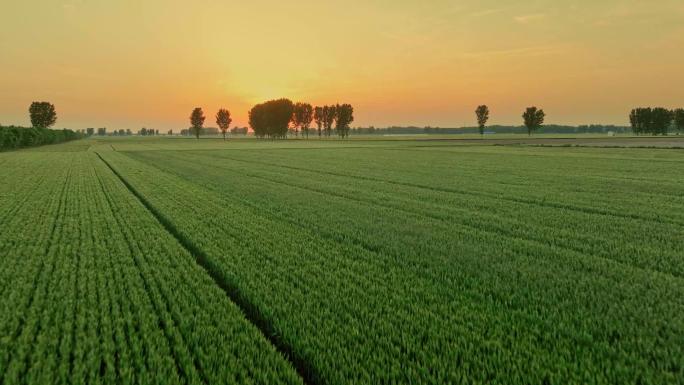 小麦麦田黄河收获粮食麦子种子农业播种
