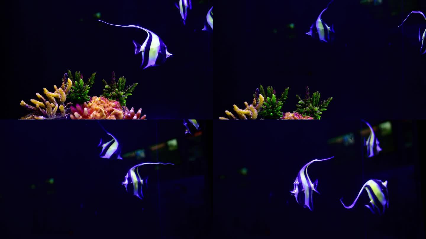 鱼类海神像鱼4k视频素材