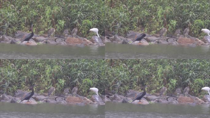 中国鸟类新纪录黑腹蛇鹈在雨中