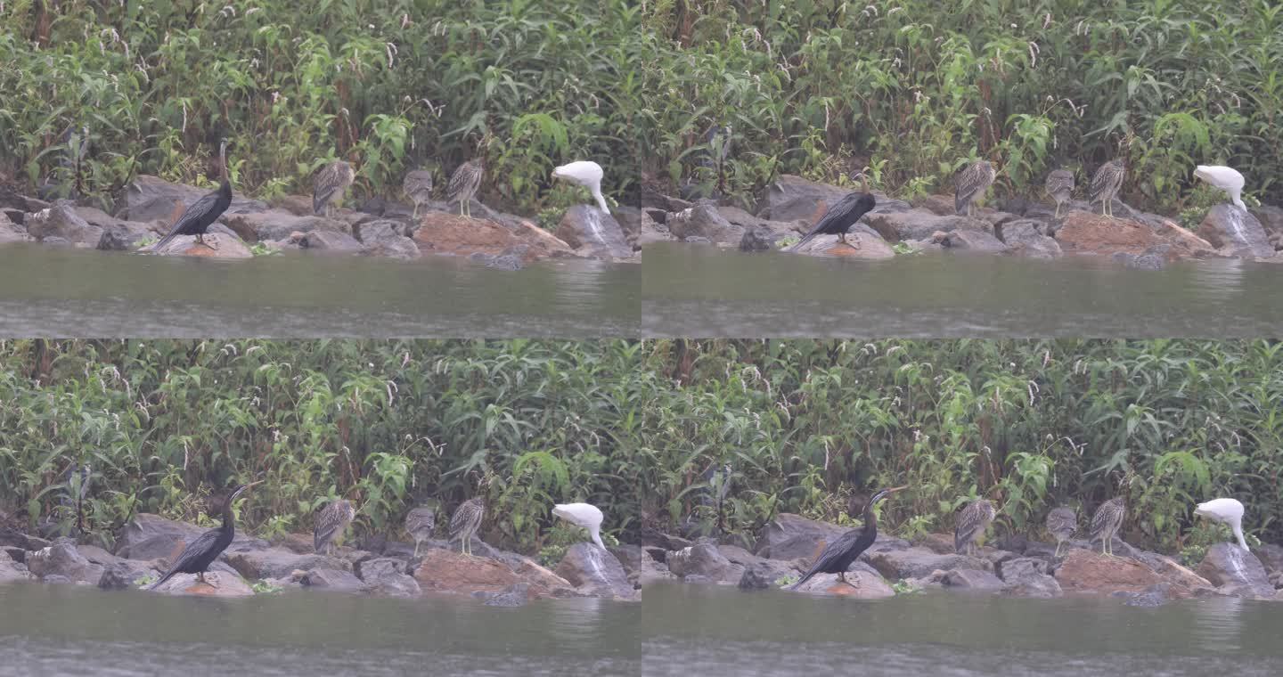 中国鸟类新纪录黑腹蛇鹈在雨中