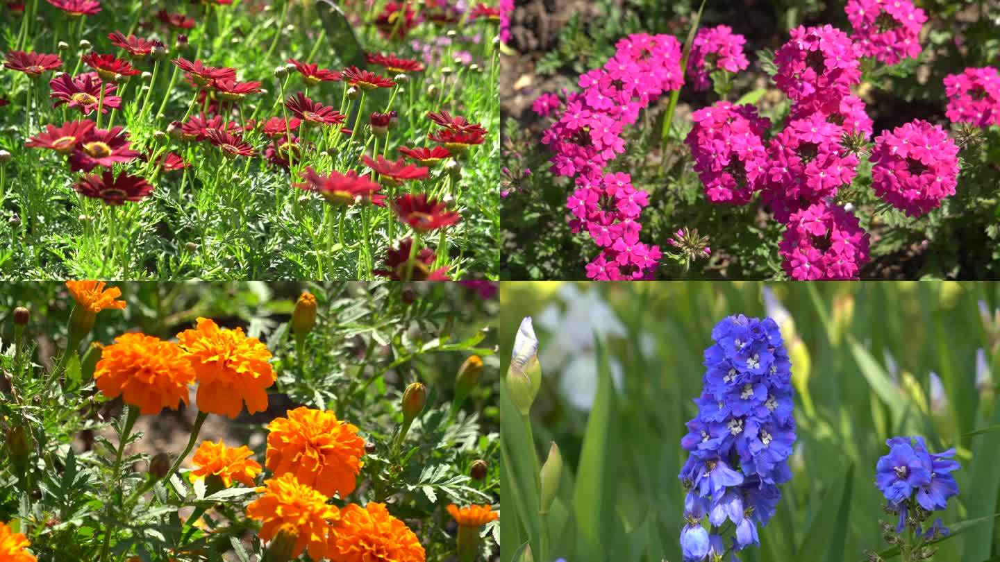植物园春季各种漂亮的花朵实拍4K