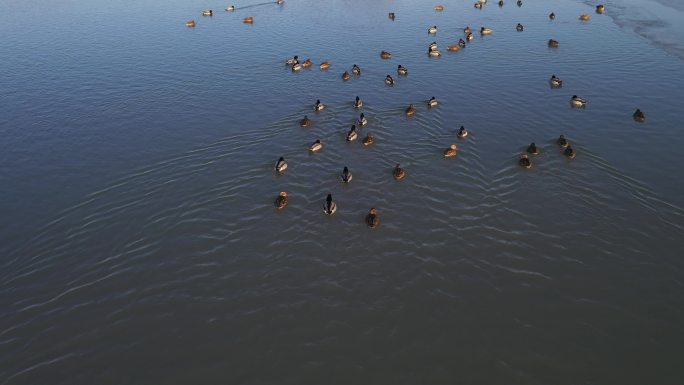 野鸭 湖泊