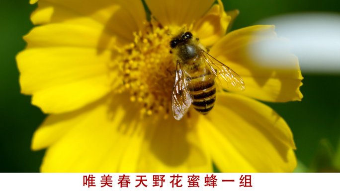唯美春天阳光蜜蜂野花视频素材