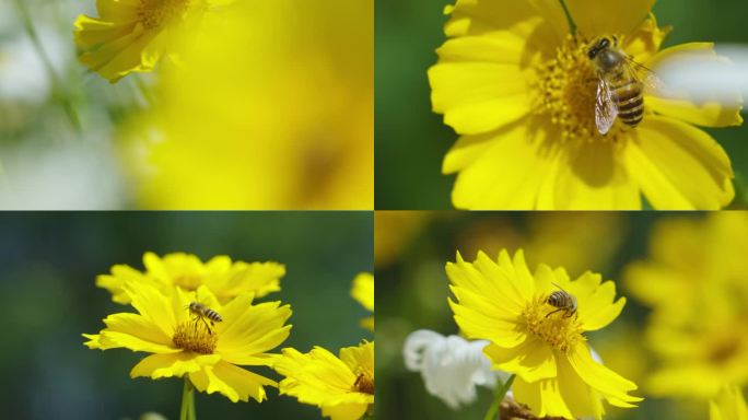 唯美春天阳光蜜蜂野花视频素材