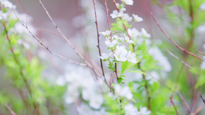 夏季清新绿叶白花空镜素材